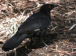 White-winged chough